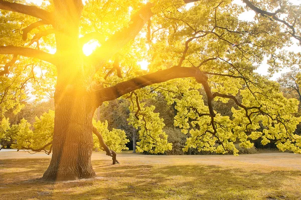 Beautiful lights in the morning — Stock Photo, Image