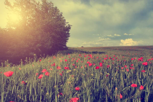 Vintage photo of poppies in sunset — Stock Photo, Image