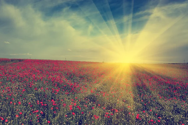 Foto vintage de amapolas al atardecer — Foto de Stock