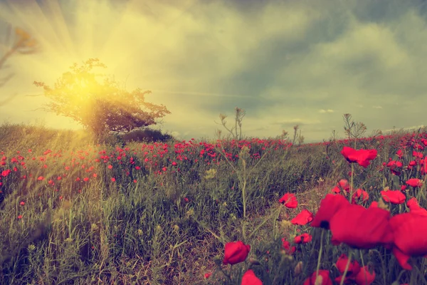 Vintage photo of poppies in sunset — Stock Photo, Image