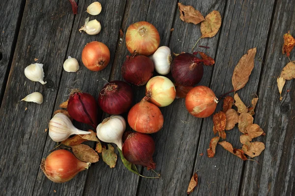 Mixed onion still life — Stock Photo, Image