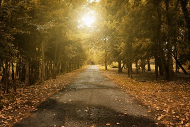 orman yolu ile sonbahar sahne