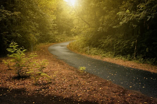 Herfst scène met bos weg — Stockfoto