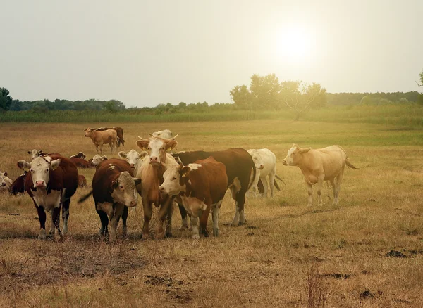 Kudde koeien — Stockfoto