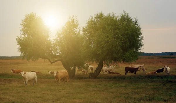 Manada de vacas — Fotografia de Stock