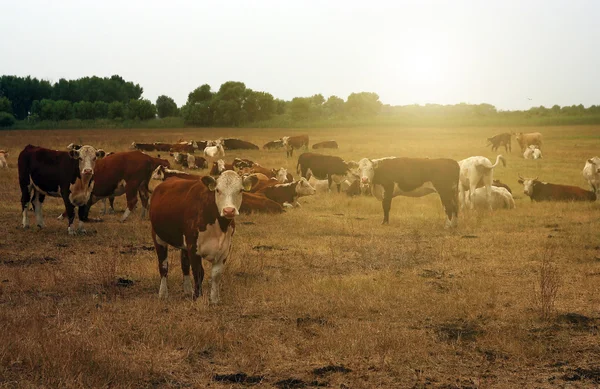 Manada de vacas — Fotografia de Stock