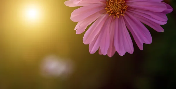 Flor rosa —  Fotos de Stock