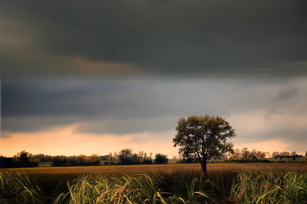 Albero solitario — Foto Stock