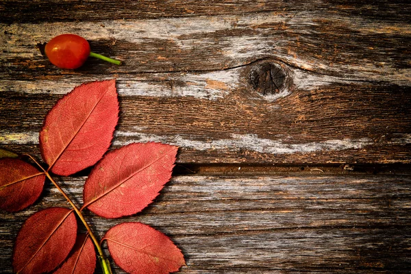 Fundo de outono — Fotografia de Stock