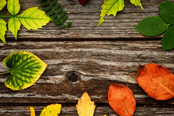 Höstens bakgrund — Stockfoto