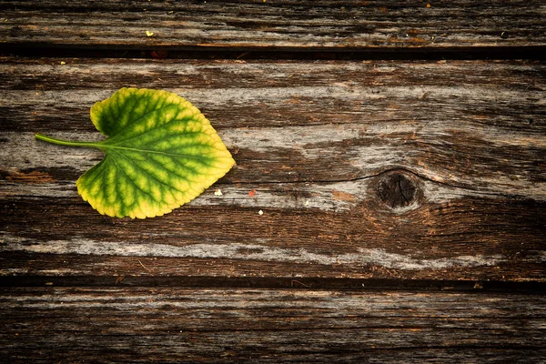 Autumn background — Stock Photo, Image