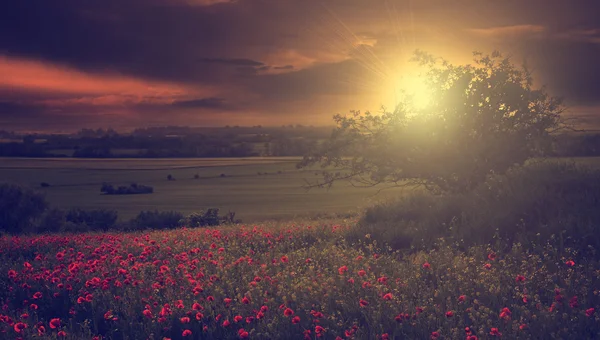 Vintage photo of poppy field — Stock Photo, Image