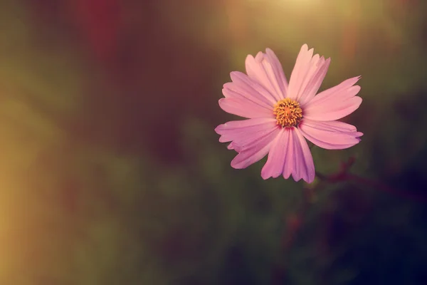 Rosa blomma — Stockfoto