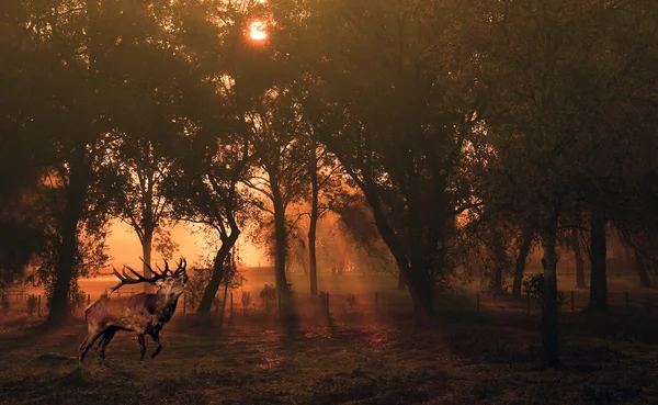 Cerfs dans la forêt d'automne au lever du soleil — Photo