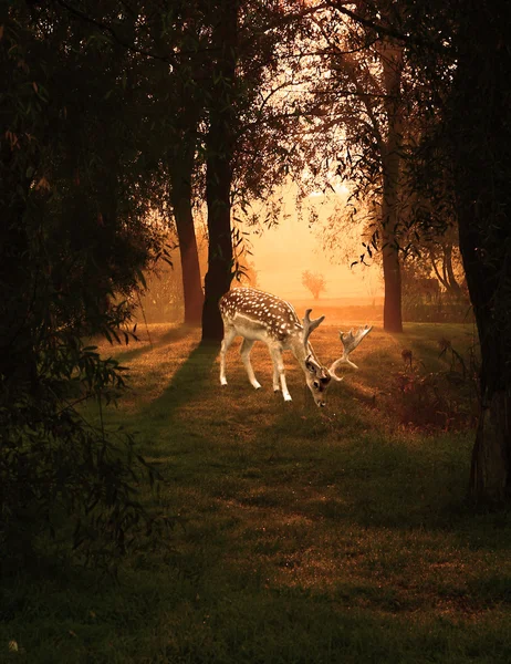 Veado na floresta de outono ao nascer do sol — Fotografia de Stock