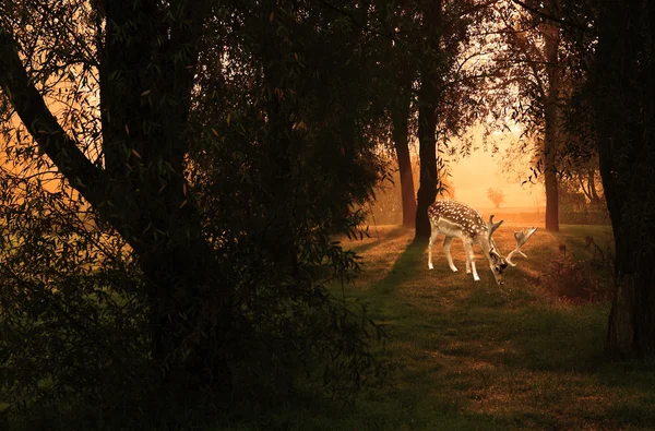 Ciervo en bosque otoñal al amanecer —  Fotos de Stock