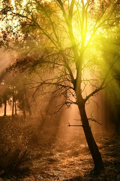 Forêt d'automne au lever du soleil — Photo