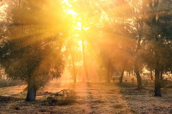 Hösten skogen i soluppgång — Stockfoto