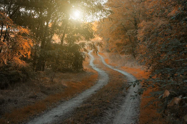 Höstens skogsväg — Stockfoto