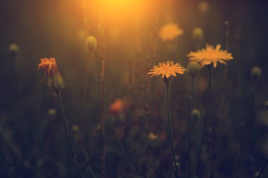 karahindiba günbatımı içinde