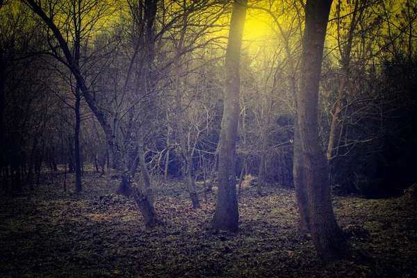 Spooky forest — Stock Photo, Image