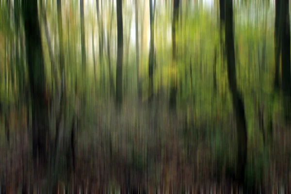 Abstract forest background — Stock Photo, Image