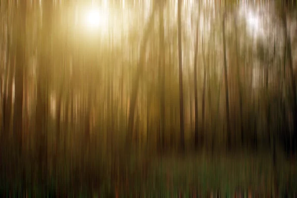 Sfondo astratto della foresta — Foto Stock