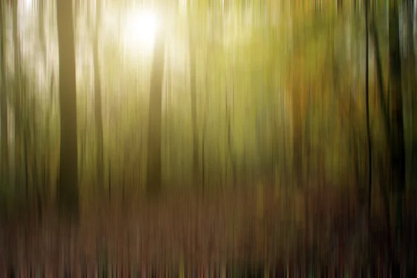 Abstract forest background — Stock Photo, Image