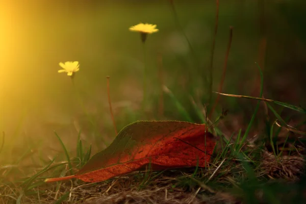 Autumn leaf in the grass and flowers — Stock Photo, Image