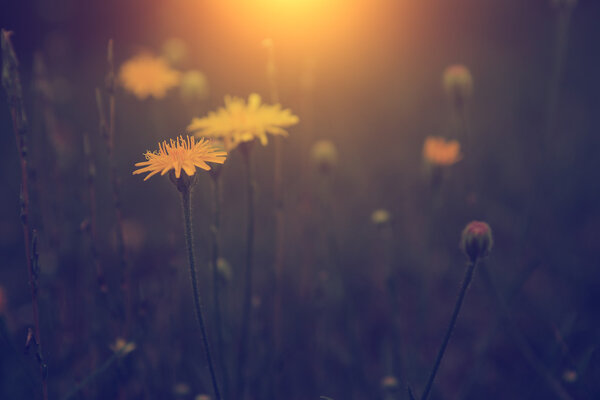 Dandelion in sunset