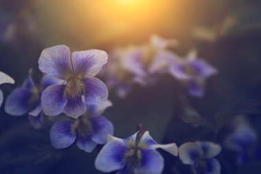 Violet flower clipart