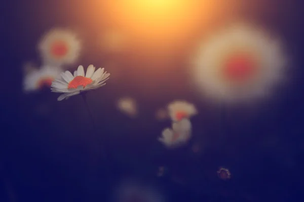 Flor de camomila ao pôr do sol — Fotografia de Stock