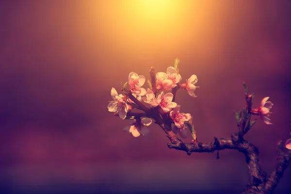 Peach blossom in sunset — Stock Photo, Image