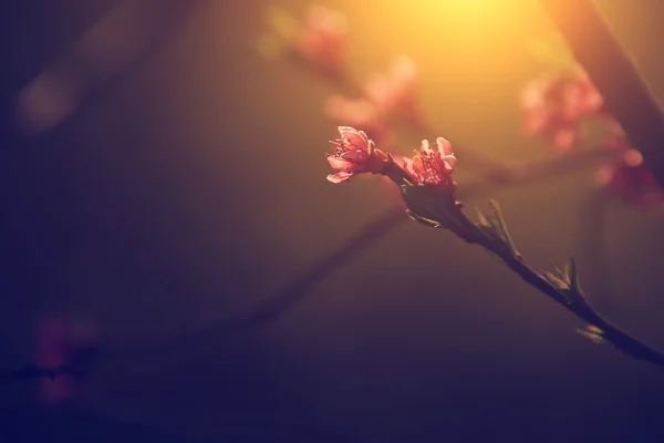 Fiori di pesco al tramonto — Foto Stock