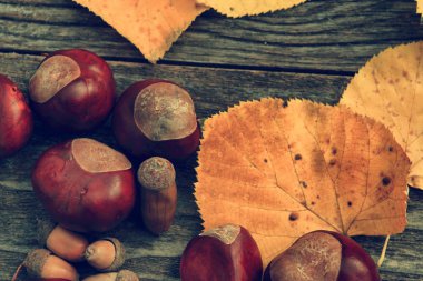 kestane ve meşe ahşap zemin üzerinde