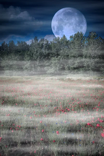 Moonrise sobre campo de flores selvagens — Fotografia de Stock