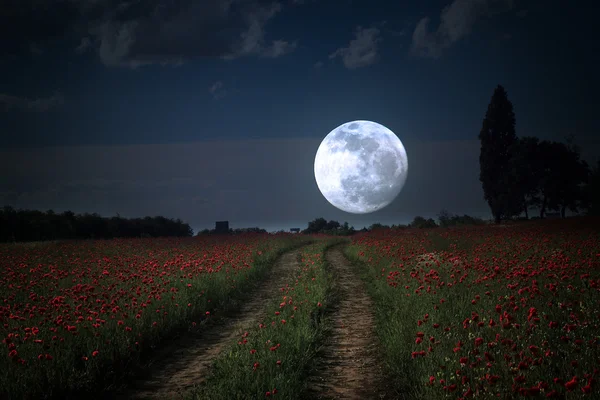 Moonrise sobre el campo de flores silvestres —  Fotos de Stock