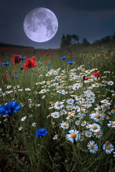 Moonrise över wild flower fält — Stockfoto