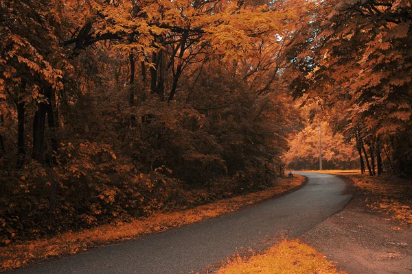 Autumn forest road — Stock Photo, Image