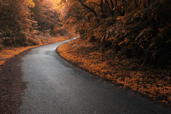 Herbstwaldstraße — Stockfoto