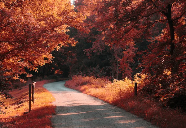 Jesień las drogi — Zdjęcie stockowe