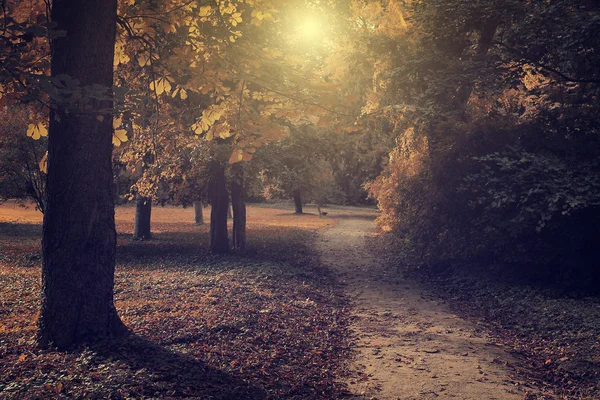 Foto vintage di foresta scura — Foto Stock