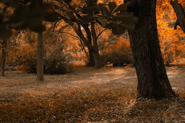 Bosque de otoño —  Fotos de Stock