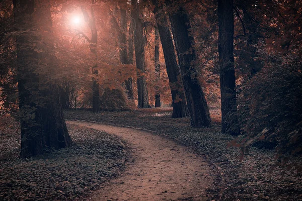 Vintage photo of dark forest — Stock Photo, Image