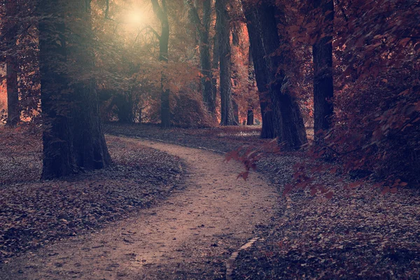 Foto vintage de bosque oscuro —  Fotos de Stock