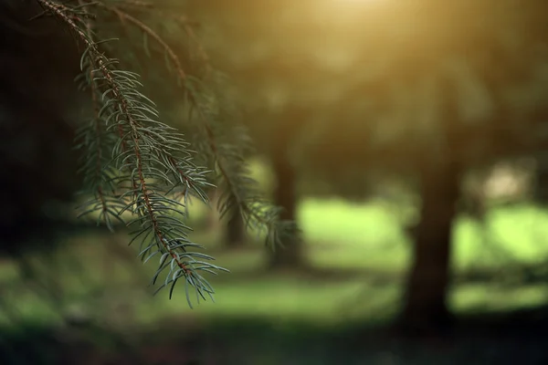 Primer plano del árbol de pino —  Fotos de Stock