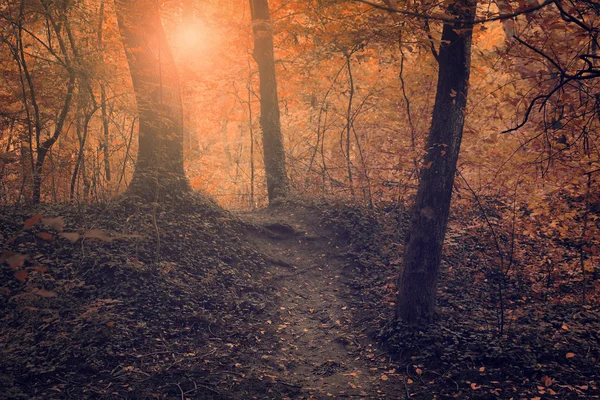 Vintage foto av mörk skog — Stockfoto