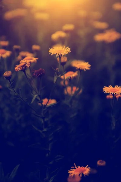 Flores silvestres al atardecer — Foto de Stock