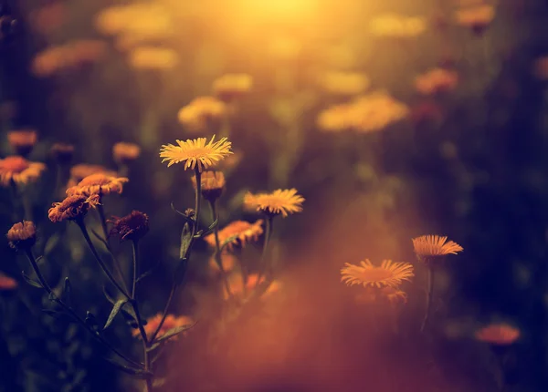 野生花卉在日落 — 图库照片