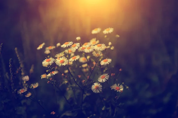 Gün batımı, kır çiçekleri — Stok fotoğraf